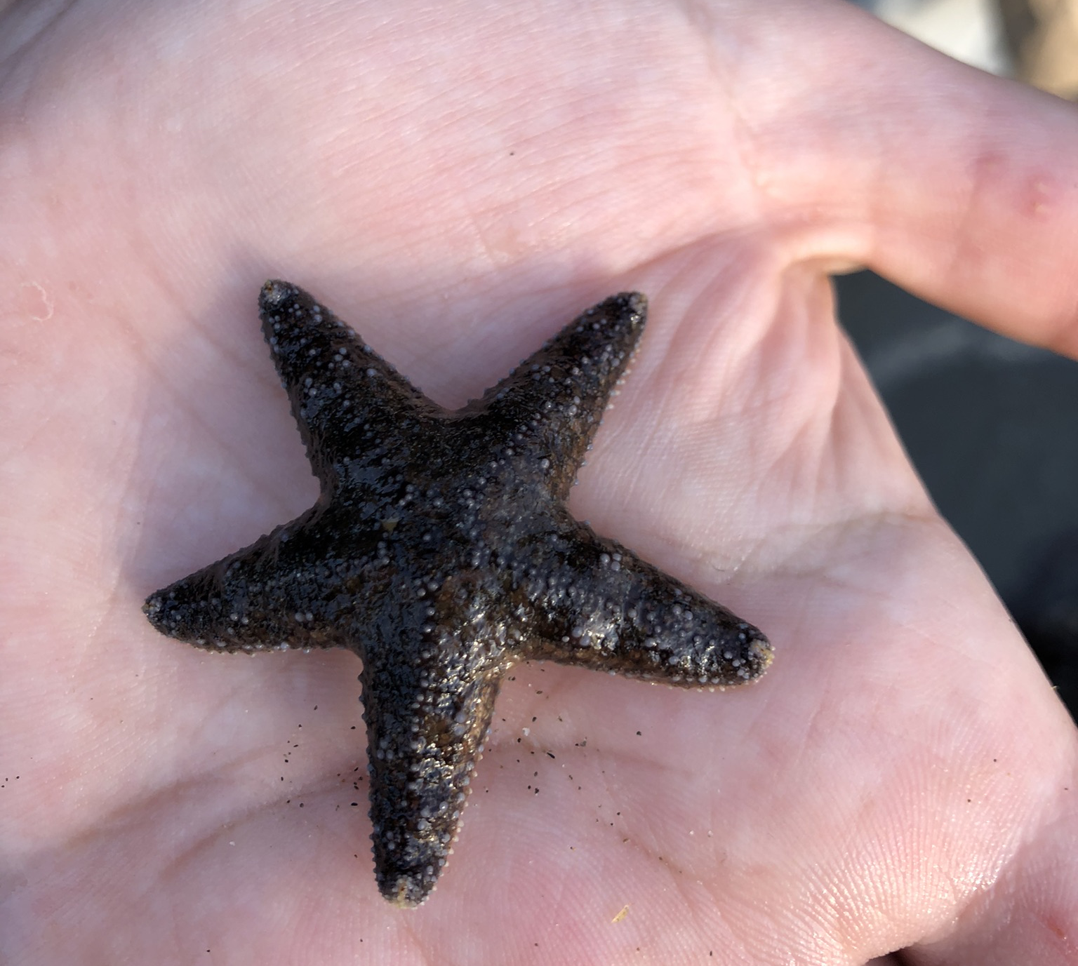 Baby Pisaster